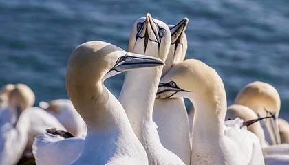 九游app下载中心-中国足球“两步走”战略实现初步成效，中国足球之路