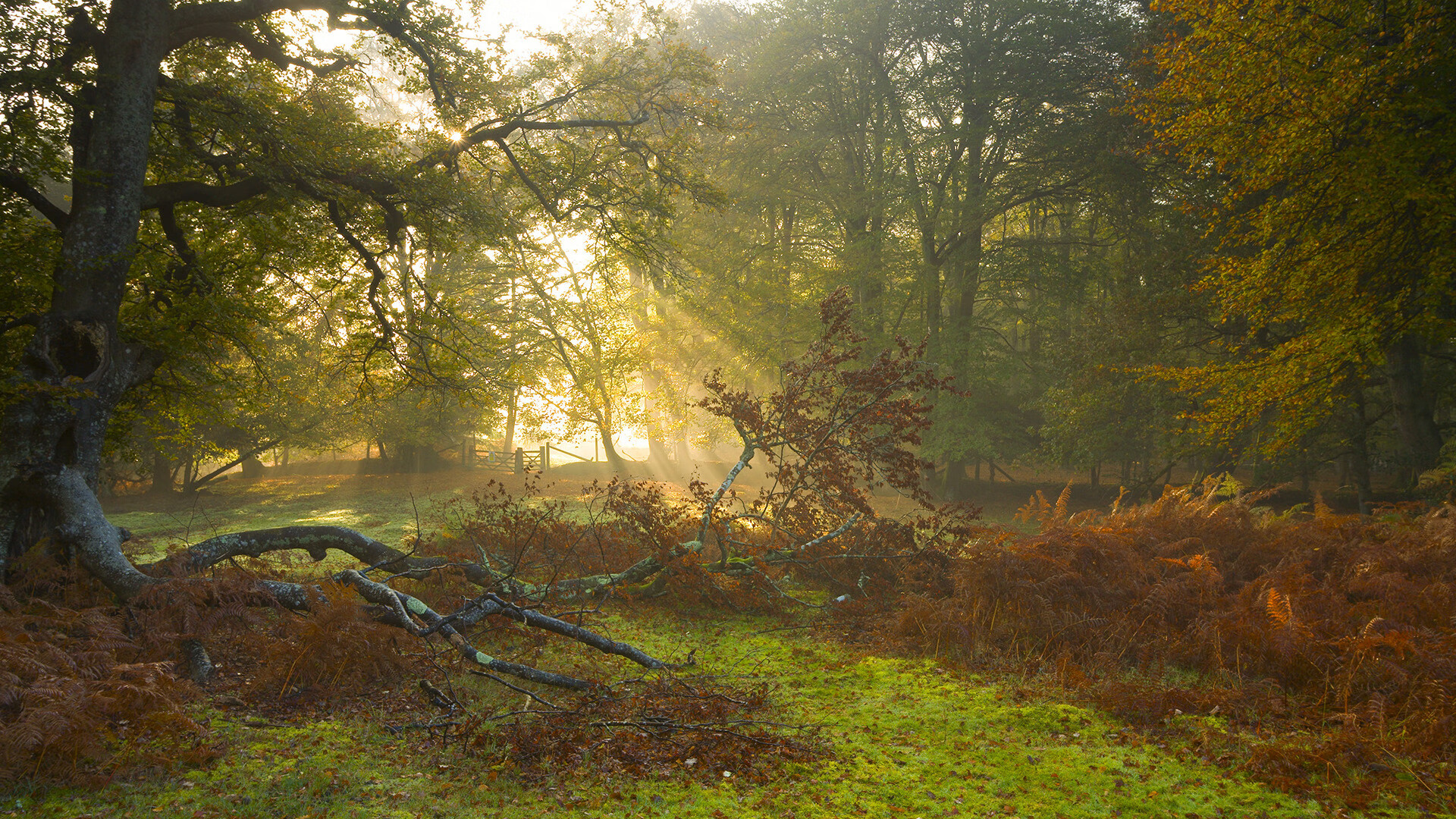 九游jiuyou-李钦诚在“湾区杯”象棋大棋士赛中表现抢眼，李钦诚围棋
