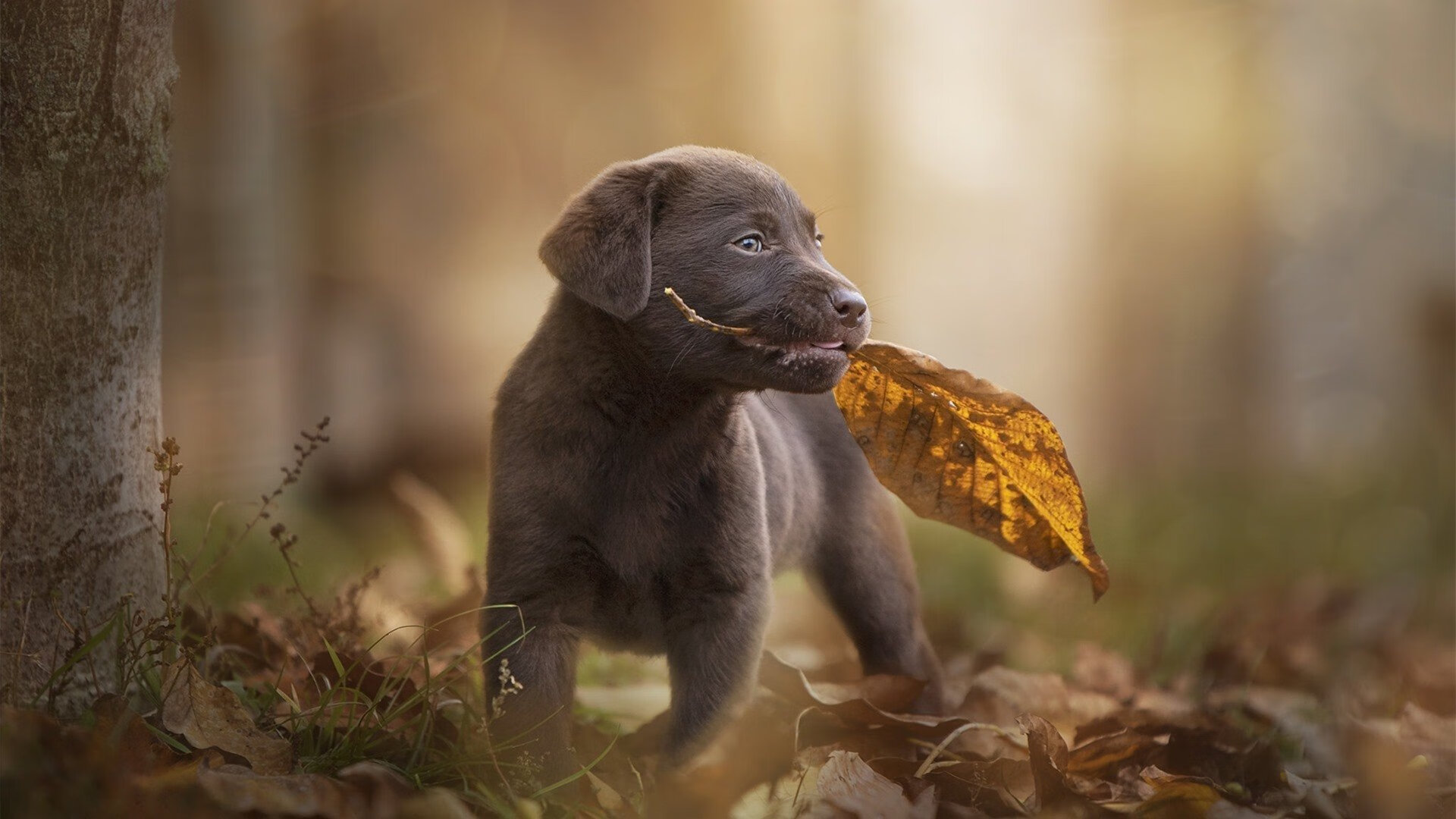 九游娱乐(jiuyou)官网-巴黎圣日耳曼防线稳固，巴黎圣日耳曼后防线怎么样