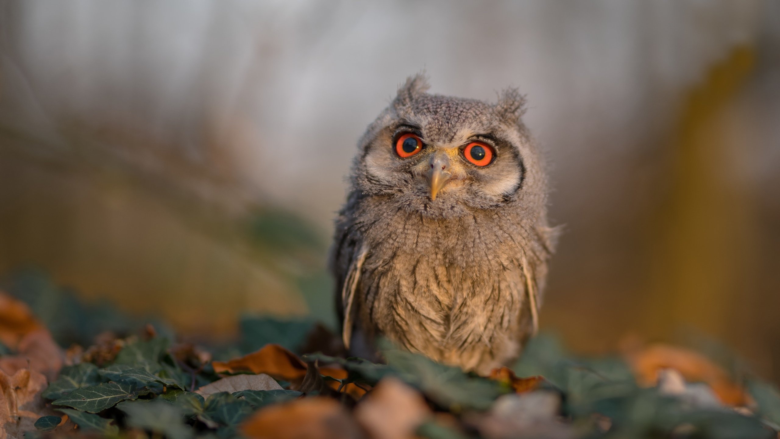 -火箭客场逆转太阳，全队发挥出色，火箭21分逆转热火