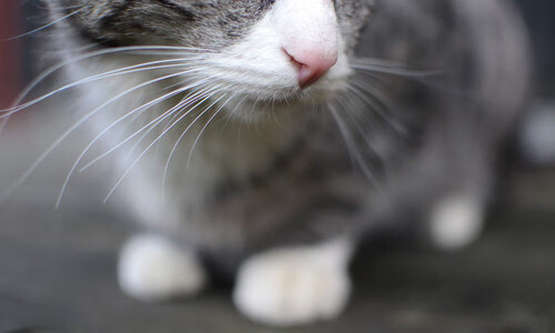 九游网页版官网入口-瓜帅锦囊妙计！曼城主场大捷，全队士气高昂，曼城球赛