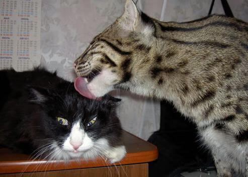 九游jiuyou-维达德卡萨布兰卡防线表现稳固，连续保持零封纪录，卡萨布兰卡 经典