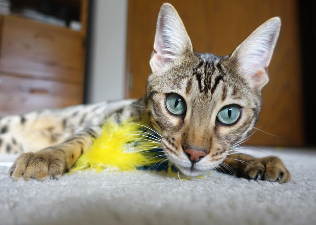 九游电脑版-意甲球队VAR判罚语言语义分析优化决策流程,足球var裁判有几个