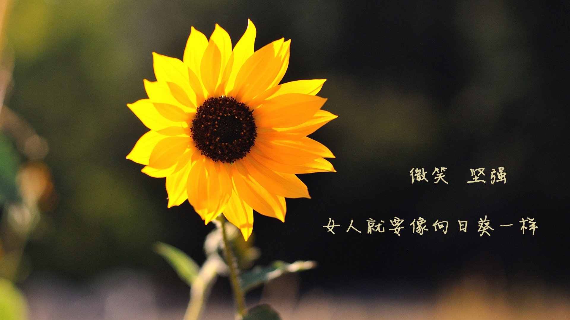 Jiuyou-埃及赛制分析：如何通过细节设计优化运动员的竞技体验，埃及的比赛会赢吗