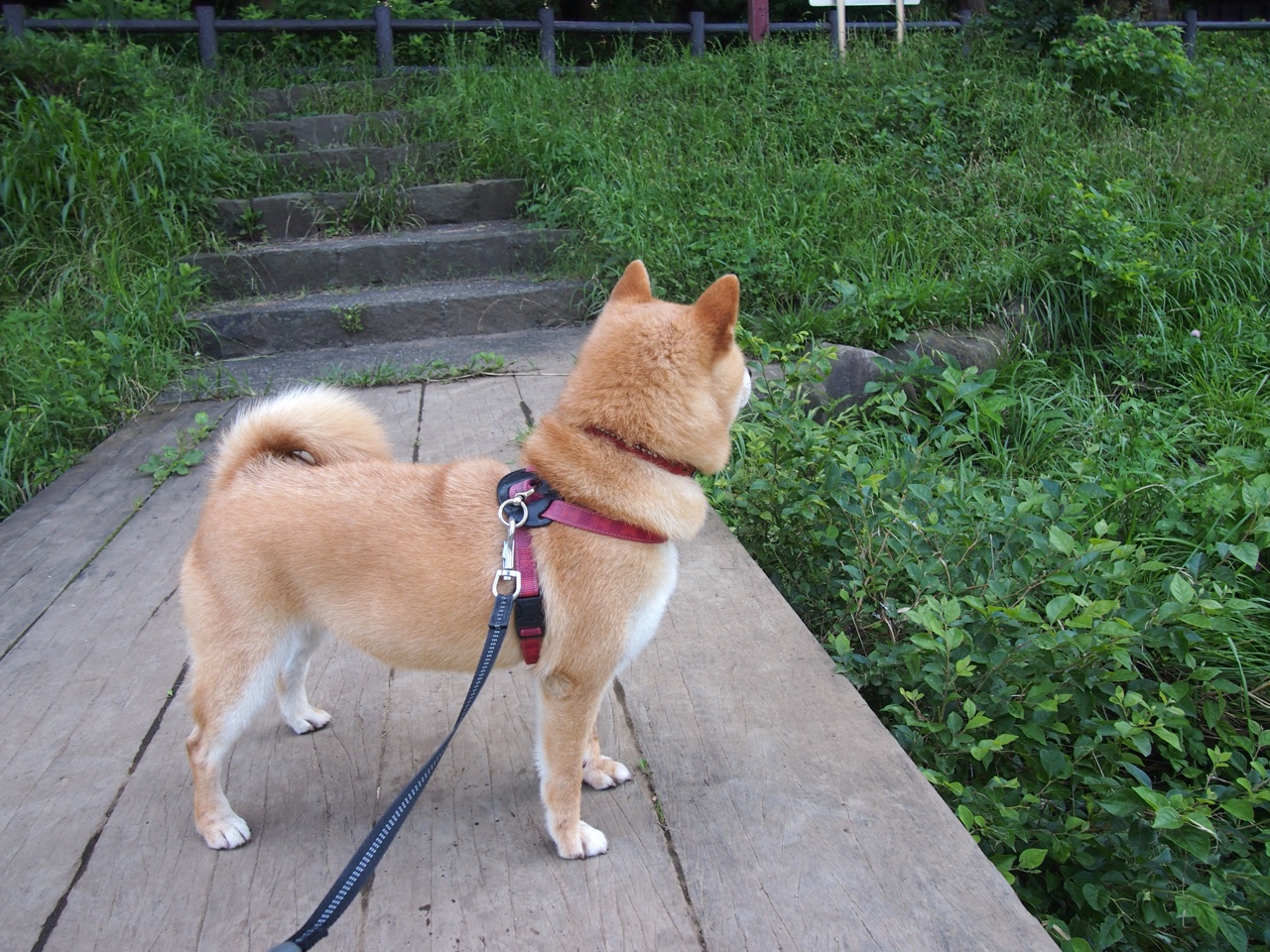 JIUYOU GAMING-蛙泳转身效率决定半程排名,蛙泳转身技术图解