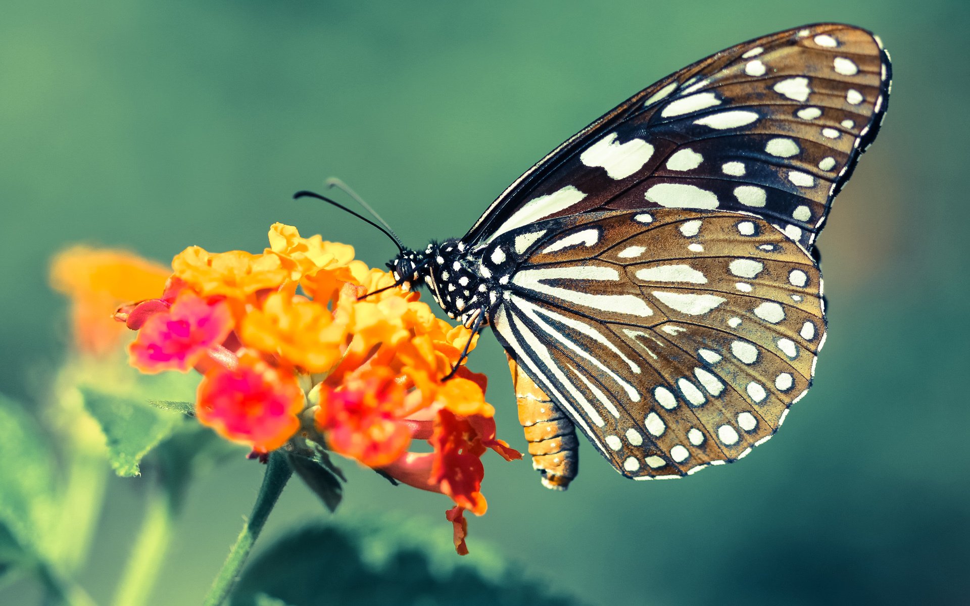 Jiuyou-中国足球国家队体能训练方法引进国际先进理念,国足的体能