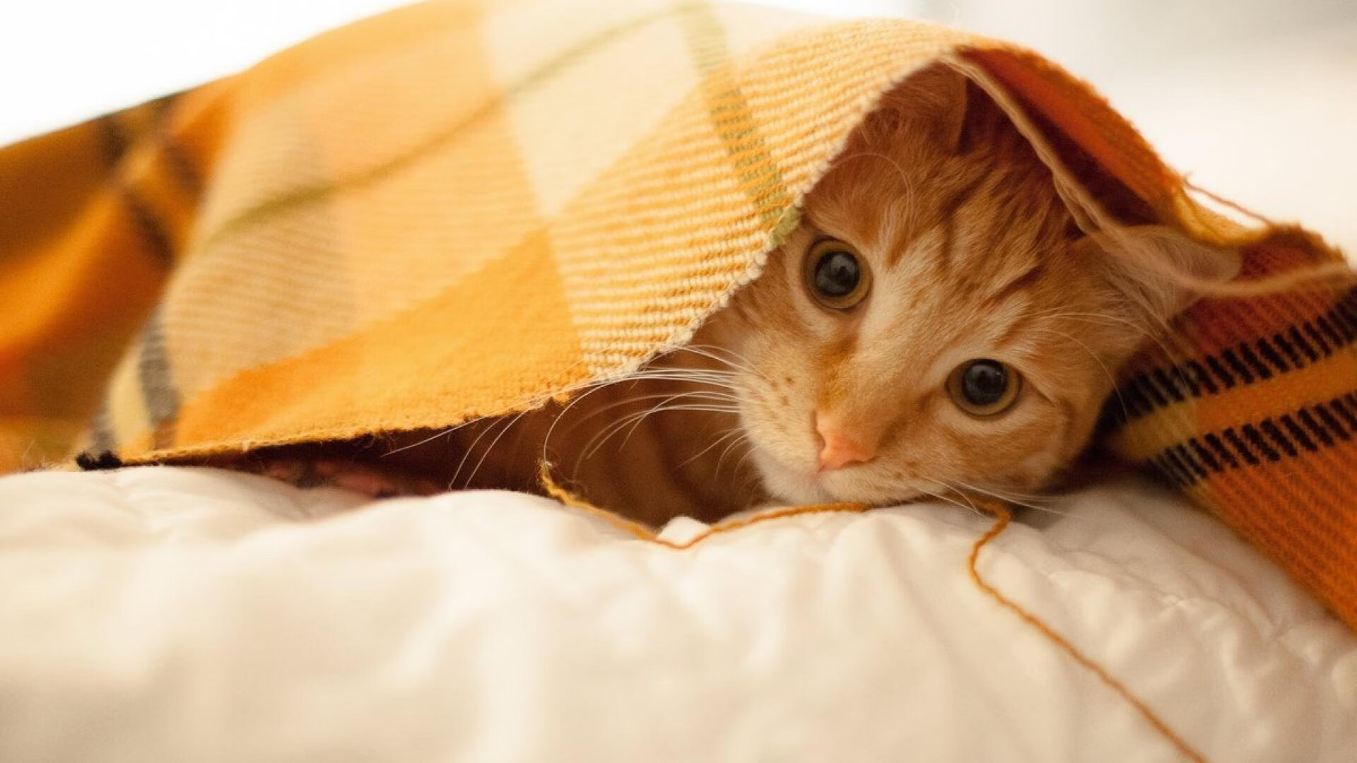 九游官网下载电脑版-中国足球俱乐部探索数据教练岗位职业化道路，中国足球协会信息化平台教练员资质在线查询系统