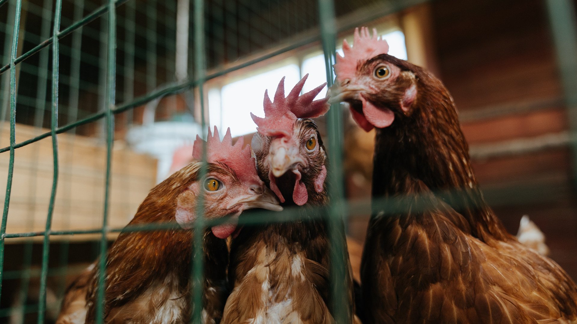 九游app下载中心-中学篮球加强基本功训练提升技术水平，中学篮球训练中应注意哪些问题