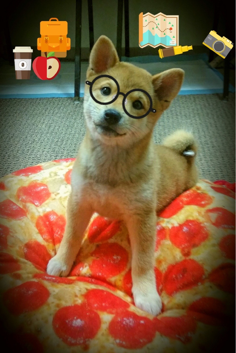 九游APP官网-城市篮球代表队集训加强战术演练备战全国对抗赛，篮球队代表队介绍词