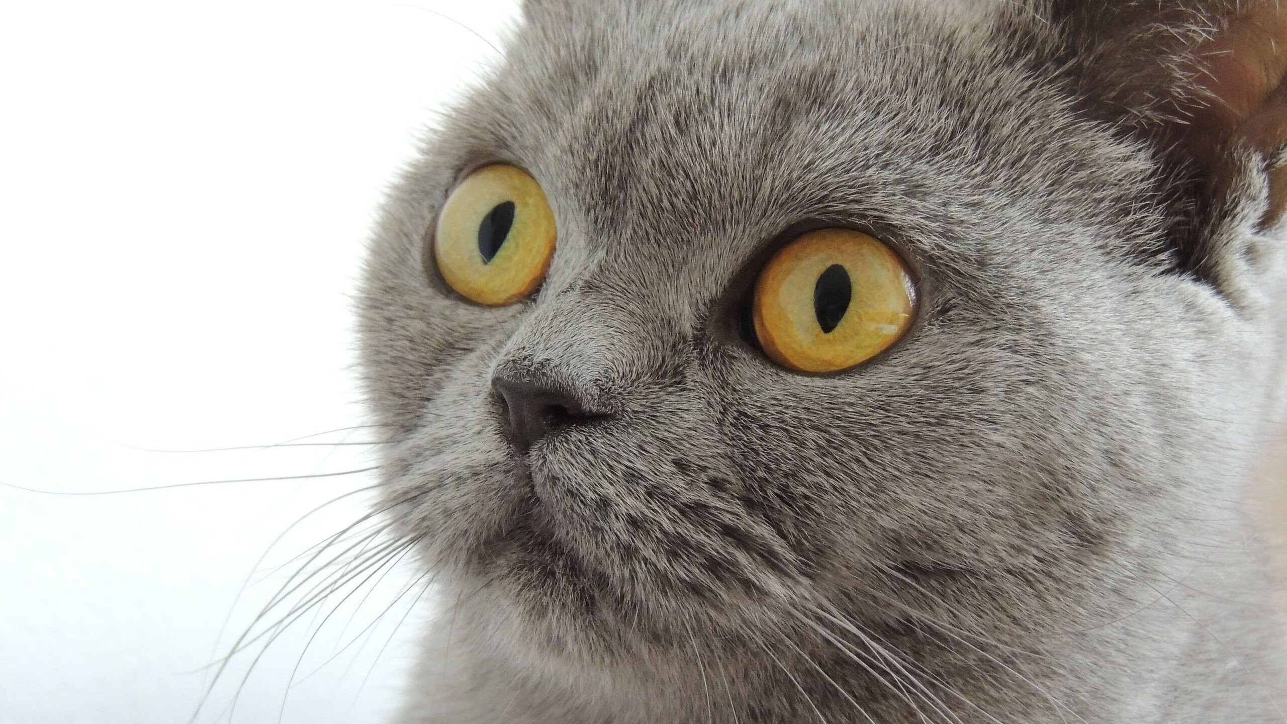 九游娱乐官网 (jiuyou)-女篮国家队引进国际先进训练设备提升竞技水平，女子篮球国家队怎么进