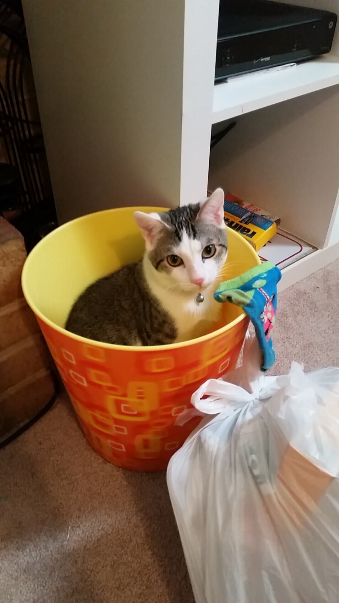 -王楚钦状态回归巅峰全运会羽毛球,王楚钦全运会2021参加几项