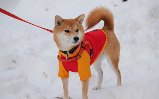 九游娱乐APP-美洲杯赛场环境保护措施落实情况